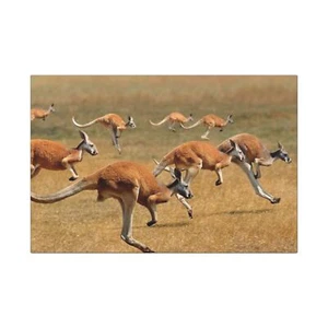 Kangaroos on the move , Canvas Art Wraps, Wild Australia Decor, - Picture 1 of 2