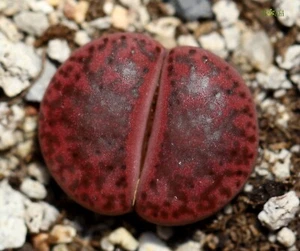 SEEDS -Lithops bromfieldii  ‘Embers’ C393A 10seeds - Picture 1 of 4