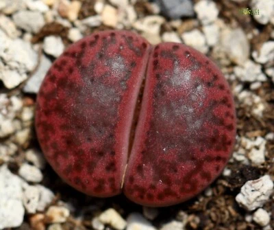 SEEDS -Lithops bromfieldii  ‘Embers’ C393A 10seeds - Image 1 of 4