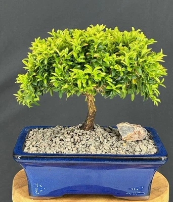 Littleleaf Boxwood Bonsai Tree 7"H Indoor Buxus microphylla Compacta Great Gift - Image 1 of 2