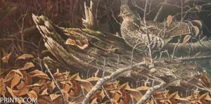 Paco Young Woodland Ruff - Auerhuhn Artist's Proof auf Papier - Bild 1 von 1