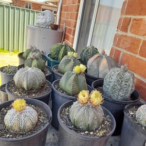 100+ FRESH Astrophytum Mixed Hybrid Seeds - Picture 1 of 12