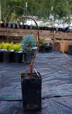 Weeping Dawn Redwood. Metasequoia 'Miss Grace' - 4" Pot, 8-10" Tall. Bare Root.