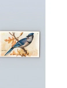 1938 Braccio e Martello Utili Uccellini America 7° Serie Blue Jay n.10 - Foto 1 di 2