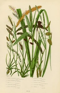 1899 Stampa Antica = CARICE (253) Piante = CROMOLITOGRAFIA by Pratt - Picture 1 of 1