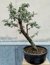 Prebonsai di Biancospino yamadori H. 60