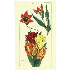 Superbo grande foglio Deitrich Flora Universalis, TULIPANI, Liliaceae Pl. CCCCLXXVI - Foto 1 di 8