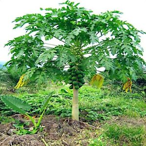 20 Dwarf Hawaiian Solo Sunrise Strawberry Papaya Tree Seeds Carica Fruit Plant