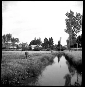 Paysage rural vaches arbres rivière village - ancien négatif photo an. 1950 - Imagen 1 de 1