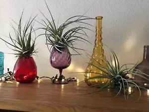 3 Air Plants Tillandsia12 inches across USA only Floral Decor Plants - Picture 1 of 4