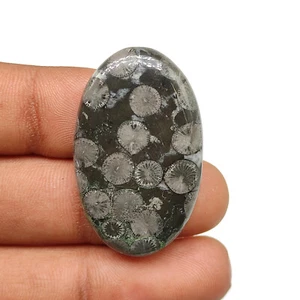 Rare black fossil coral cabochon oval shape fossilized coral gemstone M5502 AU - Picture 1 of 5