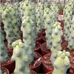 Cactus Succulent Plant Lophocereus schottii var.monstrosus Plant High 12-15cm - Picture 1 of 4