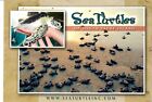 NEUF Carte Postale Tortues de Mer de South Padre Island Texas 4x6 Postcrossing Collectionneur