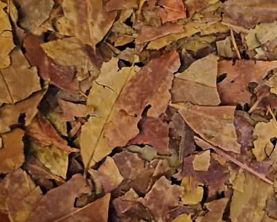 Wintergreen Dried Leaf ~ Gaultheria procumbens ~ Organic Bulk Herbs 0.5 - 4 oz - Image 1 of 4