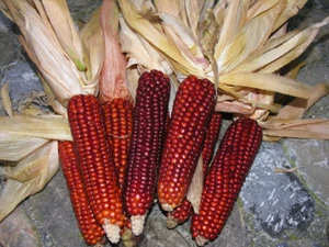 20 semi di mais Rosso - granoturco rosso - Foto 1 di 2