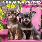 Just Chihuahua Puppies 2024 12 X 12 Wall Calendar by Willow Creek Press