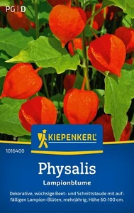 LAMPIONBLUME Physalis mehrjährig Samen für ca. 40 Pflanzen - Bild 1 von 2