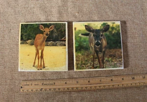Set of 2 4.25" Square Tile Trivet Coasters Big Pine Key Deer Photographs Signed - Picture 1 of 3