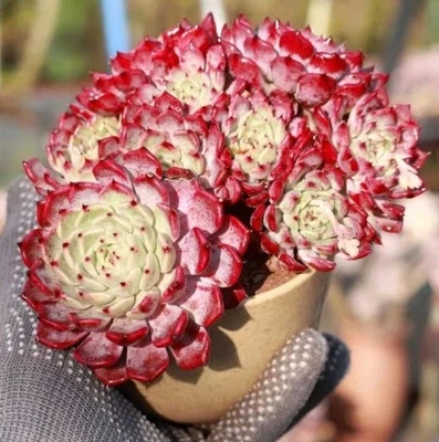 Echeveria Margot queen Nice Succulent plant - Image 1 of 4