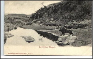 African Monarch (Lion Löwe) Postcard Sallo Epstein & Co. in Durban ~1910/20 - Picture 1 of 1