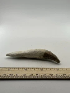 BASILOSAURUS TOOTH FOSSIL Late Eocene 40 Mi Yrs Old Artiodactyl 4” SC 302 - Picture 1 of 4