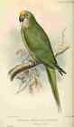 A4 Photo Allport CL 1860 1949 Bird Notes 1902 Golden crowned Conure Print Poster