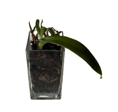 Ashland 6" Cube Tischdekoration Orchideenvase aus Klarglas - Bild 1 von 4