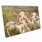 Small Flock Of Sheep Farmland Animals Nature Photography Wall Art Print Canvas