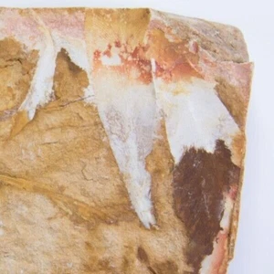 Glossopteris Fossil Tongue Leaf Plate  [FOSSIL FAUNA 299 mill yrs old] - Picture 1 of 12