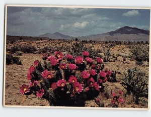 Postal Strawberry Hedgehog Cactus - Imagen 1 de 2