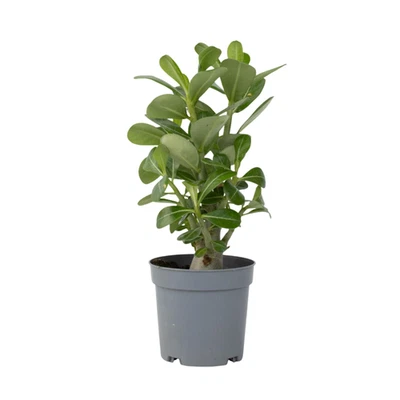 Plant in a Box Rosa del deserto Adenium obesum 25cm Pianta da interno fiorita