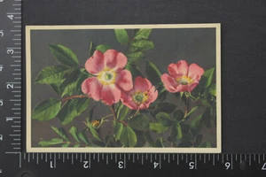 Rosa canina Dog Roses heckenrose Unposted Postcard VINTAGE 237 - Picture 1 of 2