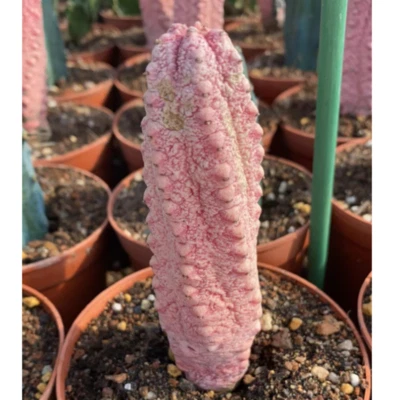 High10-12cm Red Euphorbia abdelkuri Euphorbiaceae cactus Succulent plant