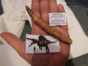 riesiger Zahn vom Spinosaurus aegyptiacus aus Marokko