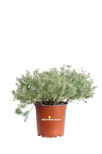 Pianta di Euphorbia Cyparrissias vera succulenta fiore giallo da esterno - Foto 1 di 3