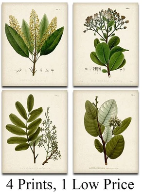 LONE STAR ART Vintage Botanical Prints Set of 4 (8x10) Unframed Plant Wall Art Greenery Decor