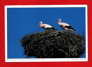 STORK pair postcard BIG nest POLAND bird beak black BIEBRZANKI NATIONAL PARK - Picture 1 of 2