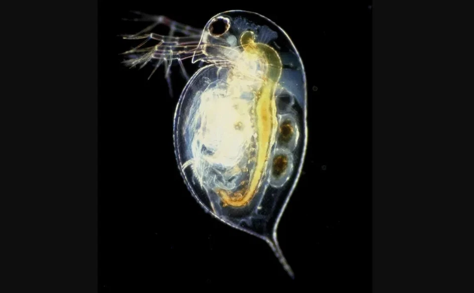 50 Water Flea Eggs with Basic Food. (ephippia spp.) - Image 1 of 1