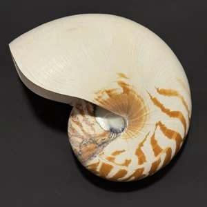 Echte Tiger Kammer Nautilus Muschel natur braun gestreift selten Muschel 7x5x3 Zoll - Bild 1 von 11