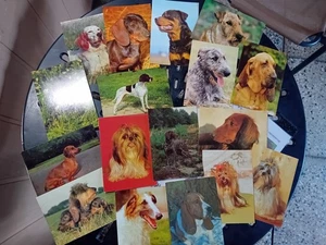 DDR Postkarten Hunde 17 Stück - Bild 1 von 1