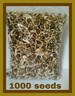 Semillas de Moringa (1000) PKM1 Moringa Oleifera Seeds - US Customs Cleared 