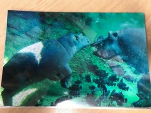 Habitats: Contrasting Nocturnal Mammals: Educational Learning Pack: Photocard - Picture 1 of 6