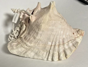 Vintage Conch Shell Lamp Night Light Accent Light - Picture 1 of 5
