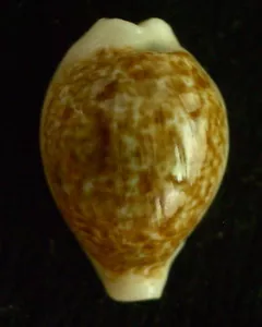GEMA GRANDE 20-20,5 mm caracol Cypraea dayritiana dani - Imagen 1 de 2