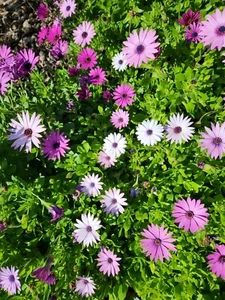 100 × Osteospermum Daisy seeds mixed colours: white, light purple & purple - Picture 1 of 13