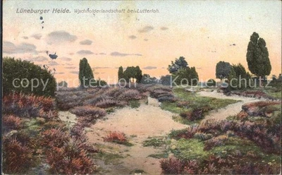 Lutterloh Wachholderlandschaft  - Bild 1 von 2