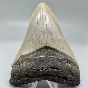 Nice Looking Decently Serrated 4.48" Fossil MEGALODON Shark Tooth - USA - Picture 1 of 7