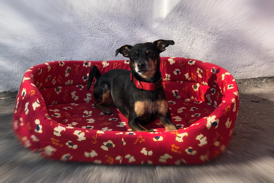 MARKENLOS Lovely Dog Bettchen Matratze Hund Katze oval