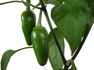 Jalapeno Early 20+ semi *portatore di massa* -varietà precoce- - Foto 1 di 1