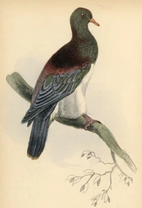 1835 Castaño Hombro Paloma Coloreada a Mano Grabado Jardine Lagars - Palomas - Imagen 1 de 3